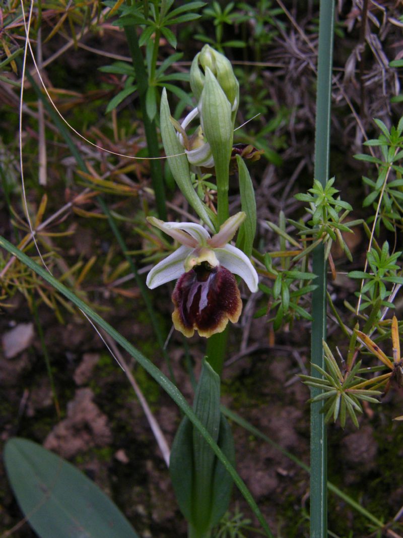 Ophrys panormitana  (Tod.) Kreutz, 2004